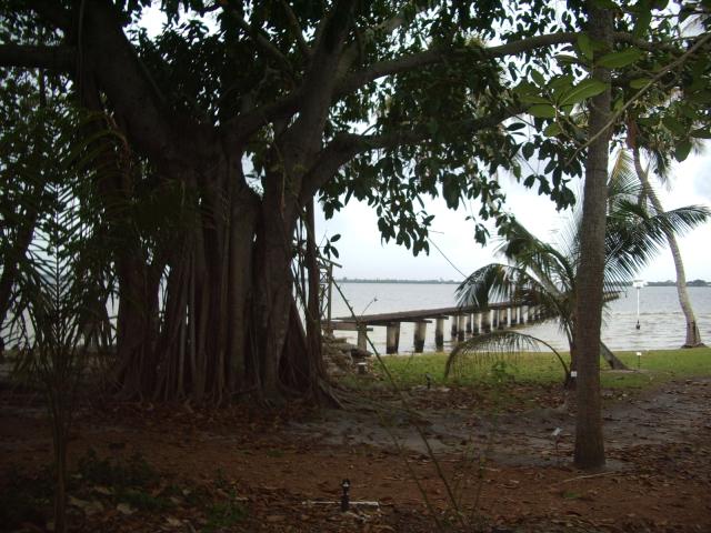 Banyan Tree at Edison Estate Ft. Myer IMGP3186