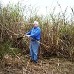 Cutting sugar cane