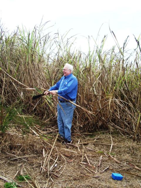 Cutting sugar cane