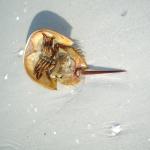 horseshoe crab IMGP3243