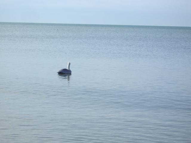 pelican IMGP3234