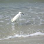 snowy egret IMGP3247