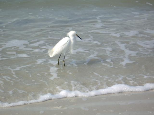 snowy egret IMGP3247