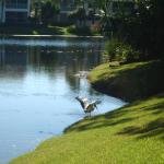 Wood Stork at Mary's IMGP3229