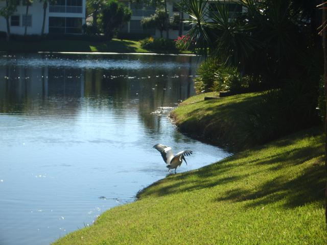 Wood Stork at Mary's IMGP3229