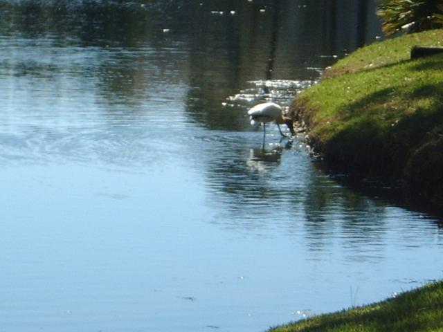 Wood Stork at mary's IMGP3232