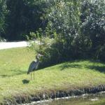 Blue Heron at Mary's 2011 IMGP3231