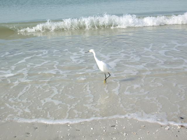 snowy egret IMGP3246